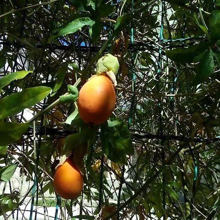 Emma Appartamento Mali Lošinj