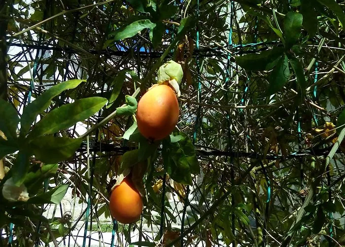 Emma شقة مالي لوشينغْ